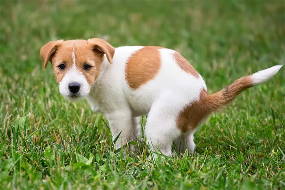 How Many Times A Day Should A Puppy Poop?