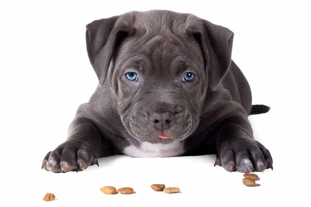 Top 5 Best Puppy Foods for Pitbulls
