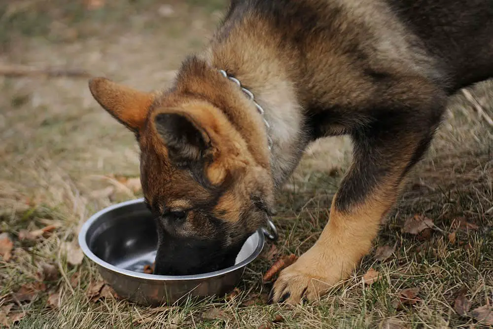 Top 7 Best Foods for German Shepherd Puppies (Wet and dry)