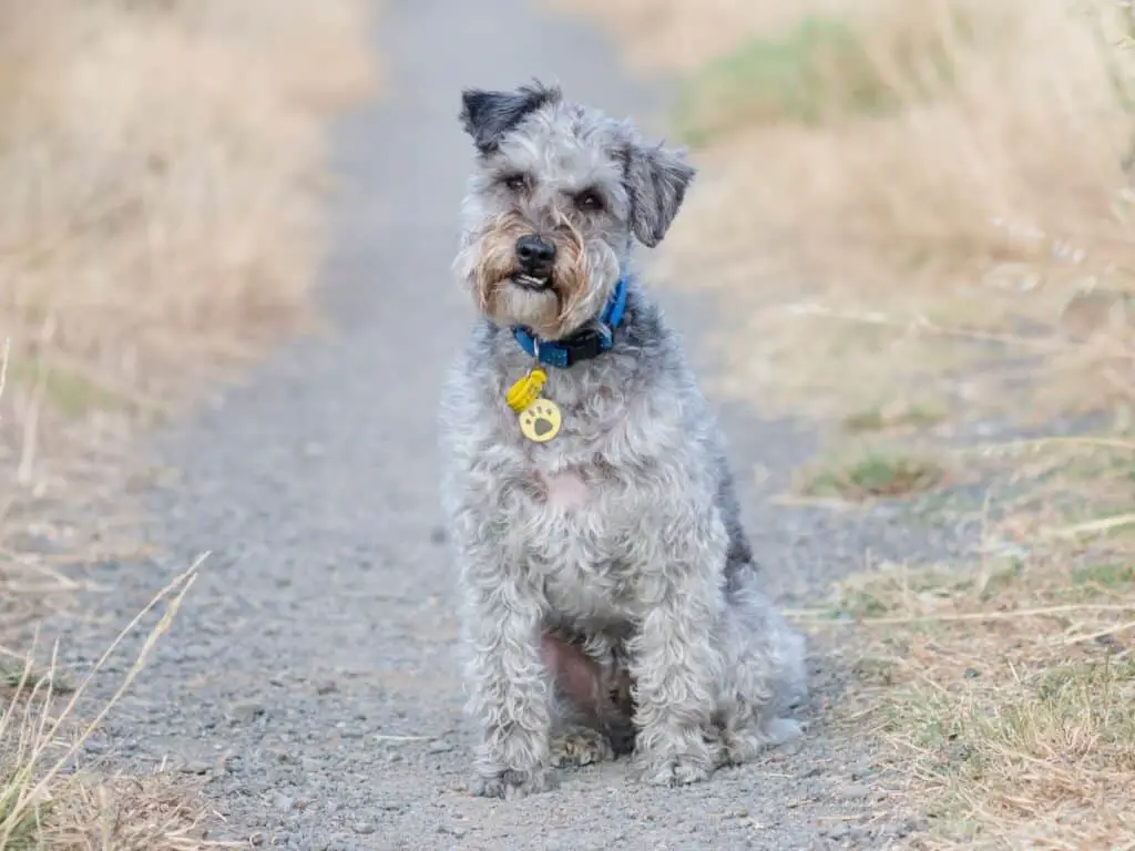 Schnoodle dog sitting on a gravel path