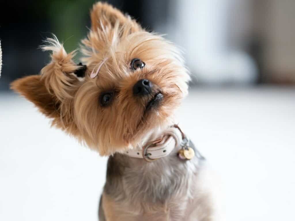 Yorkshire Terrier dog with head tilted to the right