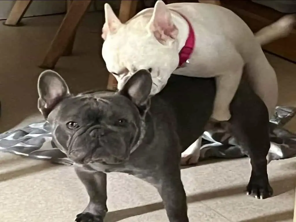can french bulldogs breed naturally