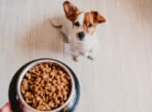 12 Worst Dog Food Brands To Avoid This Year