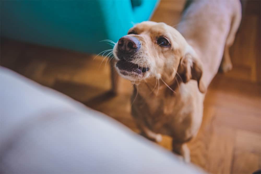 13 Reasons Why Your Dog Suddenly Screams