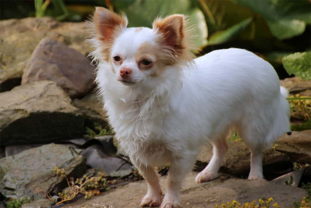 16-reasons-why-chihuahuas-shake-shiver-tremble-so-much