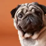 A Look At The Pug LifeSpan And How To Prolong Their Life