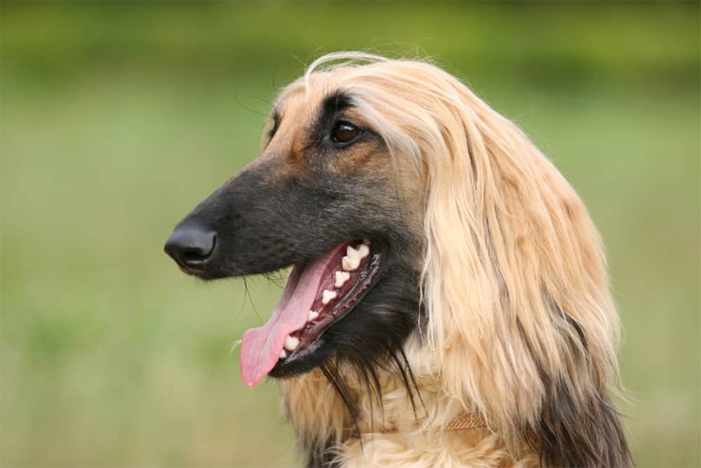 15 Dog Breeds With Long Noses