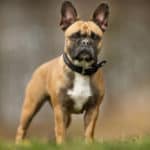 Are French Bulldogs Hypoallergenic Dogs Or Bad For Allergy Sufferers?