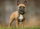 Are French Bulldogs Hypoallergenic Dogs Or Bad For Allergy Sufferers?