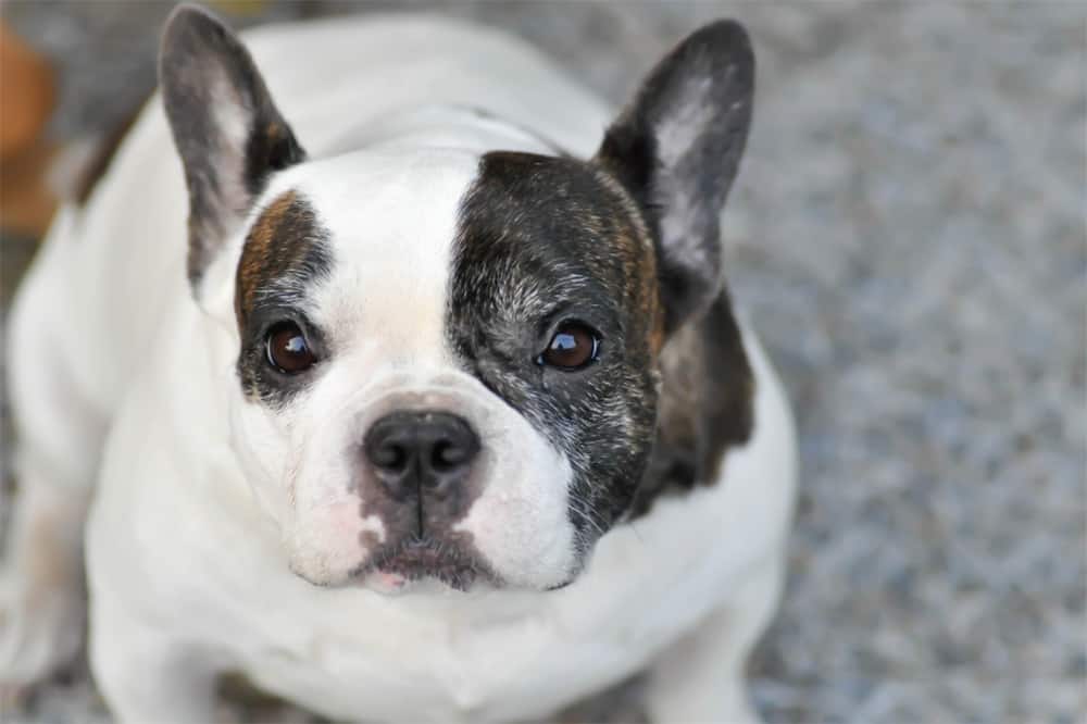 Are French Bulldogs Hypoallergenic Dogs Or Bad For Allergy Sufferers?