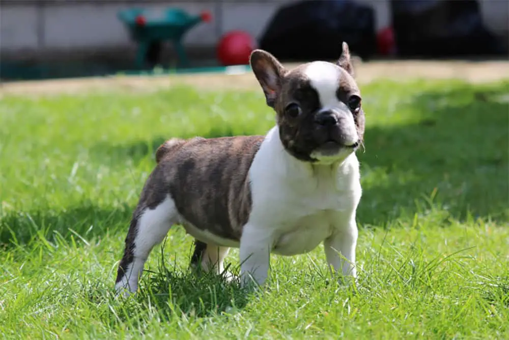 Are French Bulldogs’ Tails Docked?
