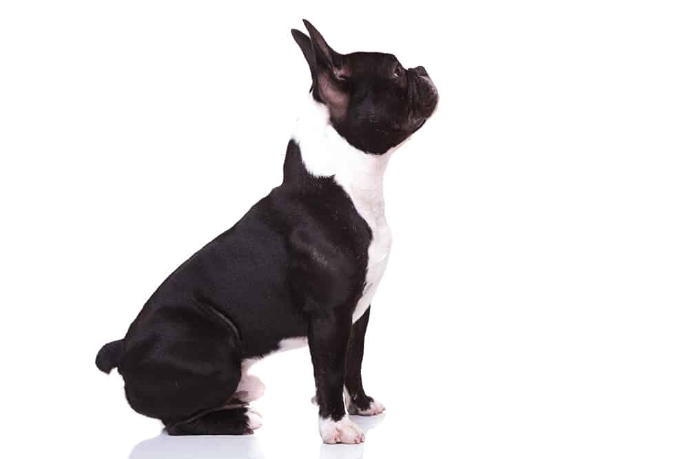Are French Bulldogs’ Tails Docked?