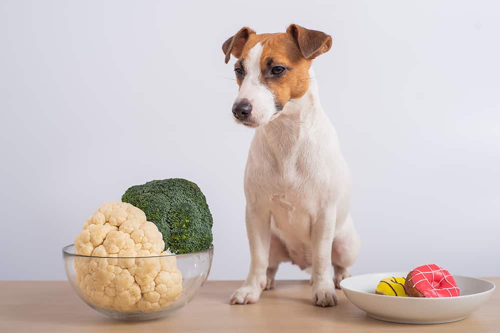 Can Dogs Eat Cauliflower (Rice, Cheese, Leaves & Pizza)