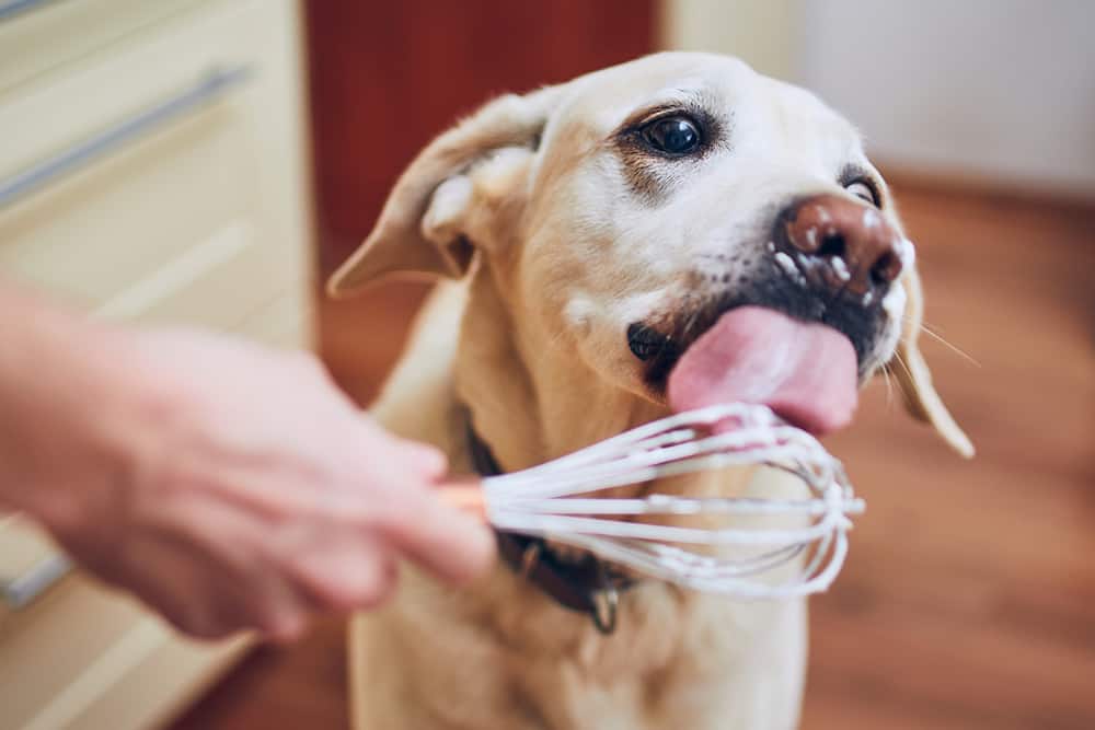 Can Dogs Eat Whipped Cream? Is It Safe?