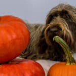 Should You Use Canned Pumpkin For Diarrhoea In Dogs?