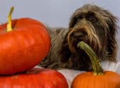 Canned Pumpkin For Diarrhoea In Dogs