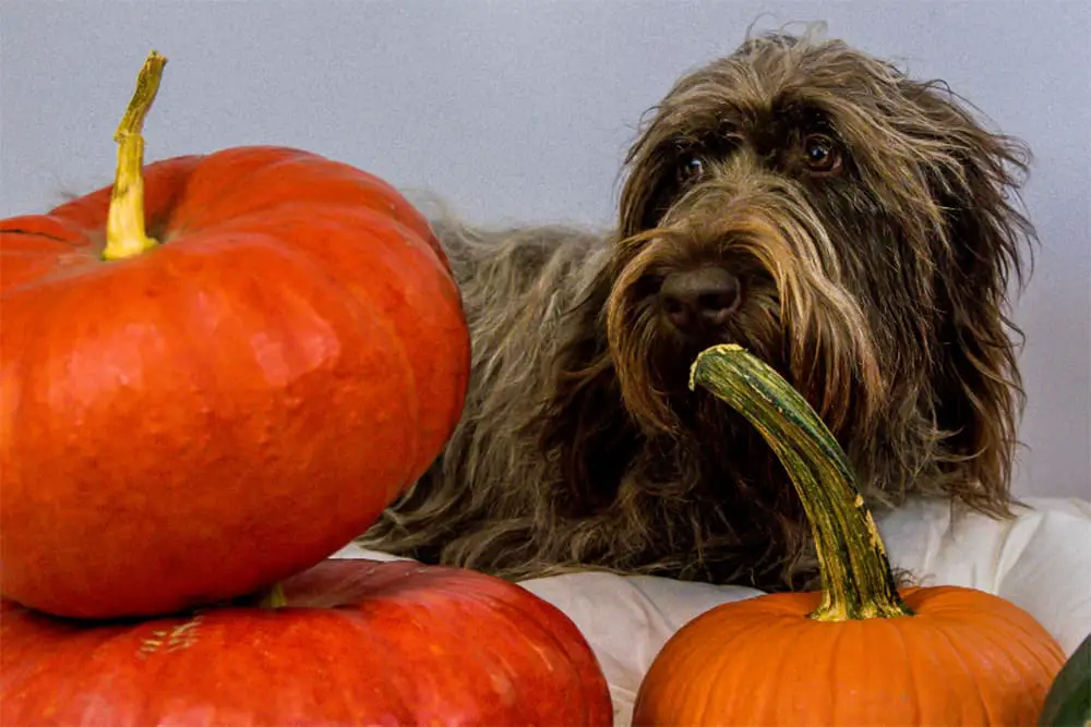 Should You Use Canned Pumpkin For Diarrhoea In Dogs?