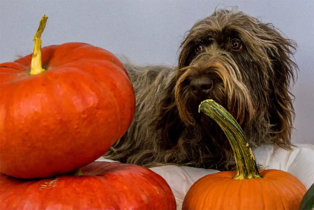 How Much Canned Pumpkin To Give To Dog