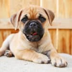 Chihuahua Pug Mix: What You Need To Know About This Dog