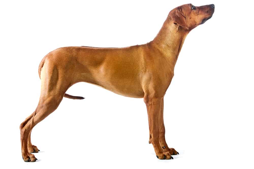 Why Do Dogs Put Their Tails Between Their Legs?