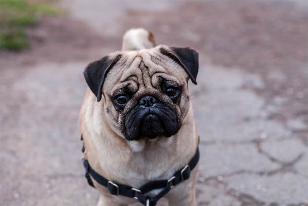 What Is A Fawn Pug?