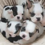 How Many Puppies Do French Bulldogs Have In A Litter Normally?