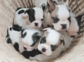 How Many Puppies Do French Bulldogs Have In A Litter Normally