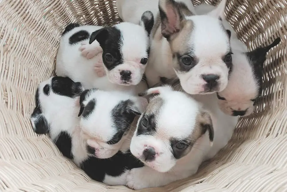 How Many Pups Is Considered A Litter