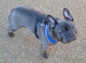 How-Much-Are-Blue-French-Bulldogs-UK-US-Prices-