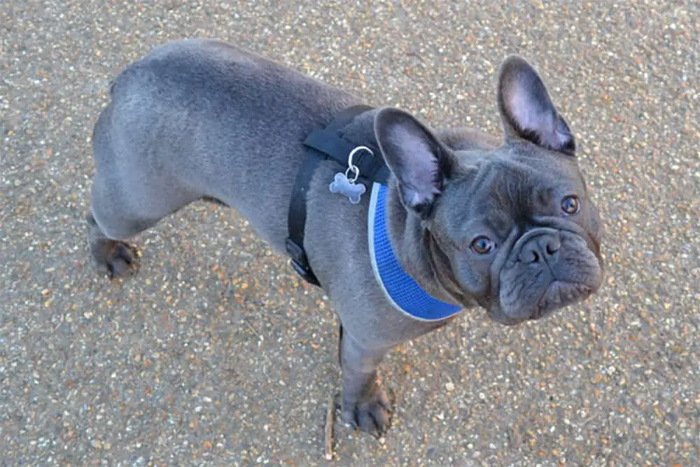 How Much Are Blue French Bulldogs (UK & US Prices)