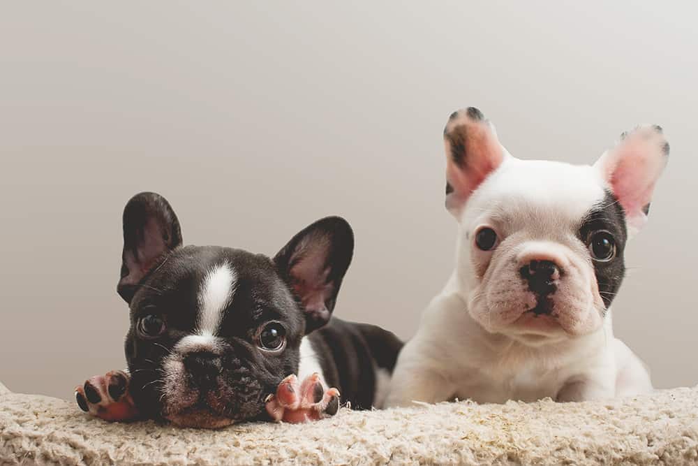 How Much Should I Feed My French Bulldog Puppy?