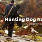 Hunting Dog Names: A Comprehensive List of Names for a Hunting Dog