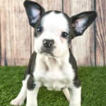 Meet The Frenchton - The Twenty Three Facts That You Need To Know About This Amazing Little Dog