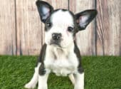 Meet The Frenchton - The Twenty Three Facts That You Need To Know About This Amazing Little Dog