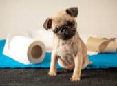 Teacup Pugs: Everything You Need To Know About This Small Breed