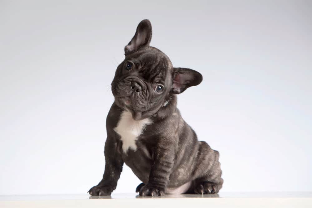 This Is How Much It Costs To Own A French Bulldog