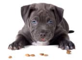 Top 5 Best Puppy Foods For Pit Bulls
