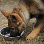 Top 7 Best Foods For German Shepherd Puppies (Wet And Dry)