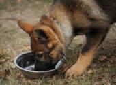 Top 7 Best Foods for German Shepherd Puppies (Wet and dry)