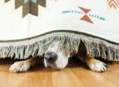 Treating Dog Anxiety with Benadryl: What You Need To Know