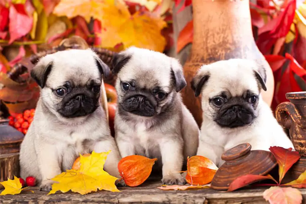 What Are Pug Puppies Like? Is This The Right Breed For You?