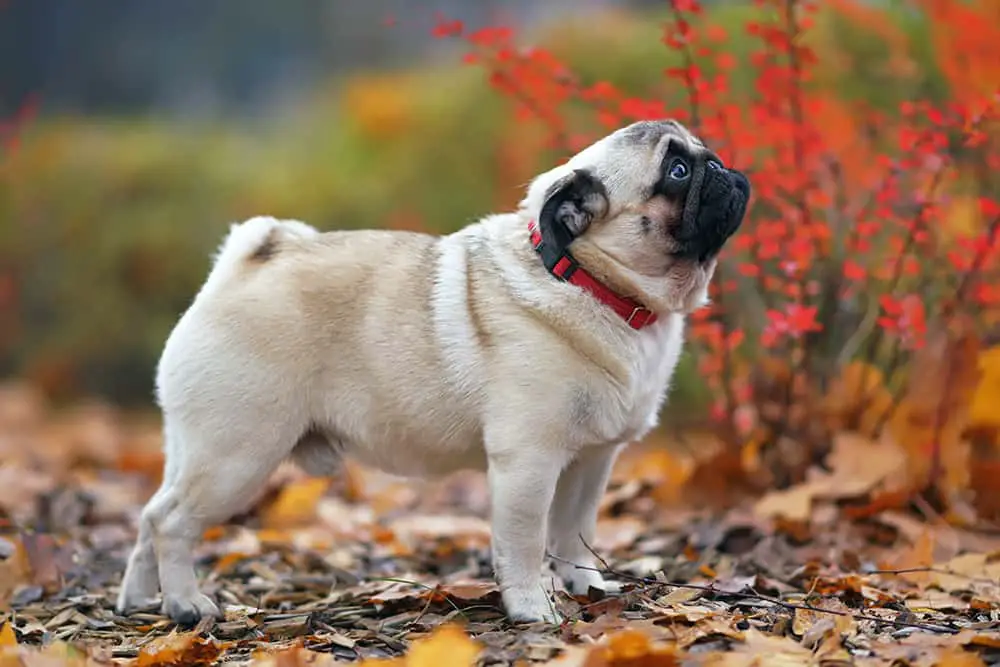 What Is A Fawn Pug?