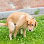 What Jelly Mucus In Dog Poop Might Mean?