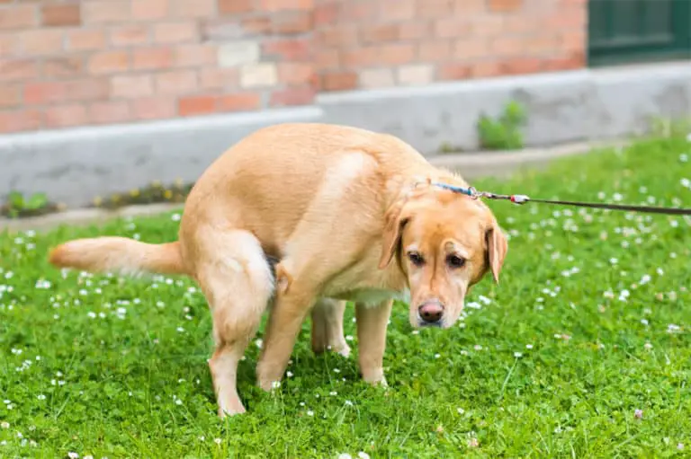 What Jelly Mucus In Dog Poop Might Mean?