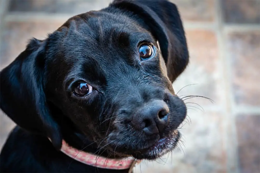 When Do Puppies Eyes Change Color Local Dog Walker