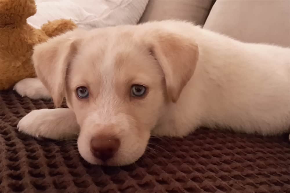 when-do-puppies-eyes-change-color