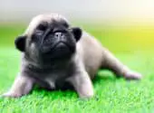 Why Is My Baby Pug Breathing Hard?
