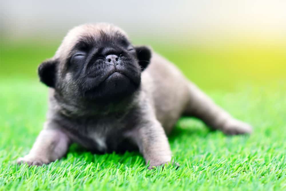 Why Is My Baby Pug Breathing Hard?