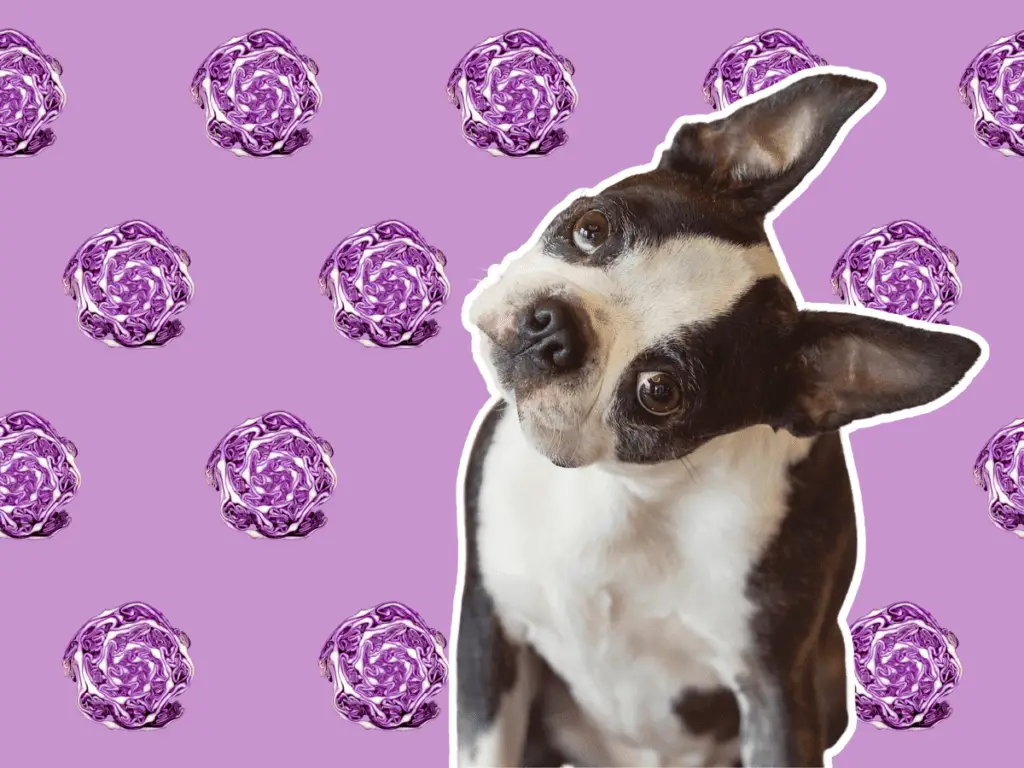 Can dogs eat cabbage? Dog with tilted head in front of a background wallpaper of cabbages.