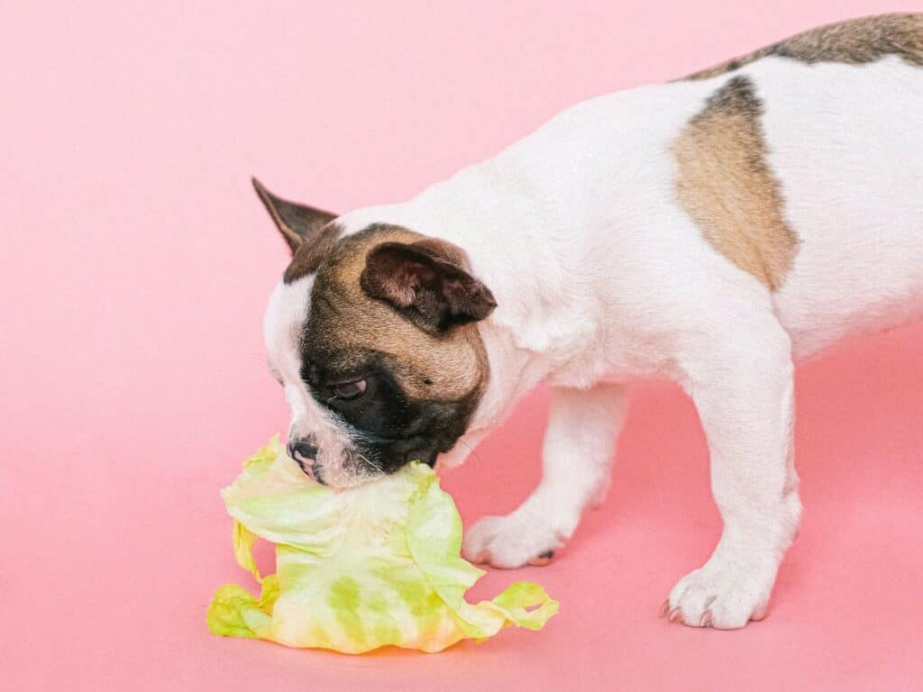 Dog eating a cabbage leaf.